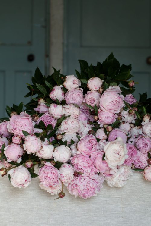 Garden to Vase - Peonies - Image 6