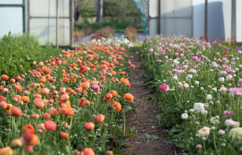 Grow Your Own Cut Flowers - Image 4