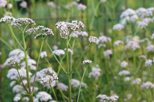 Valeriana officinalis - common valerian - Image 2
