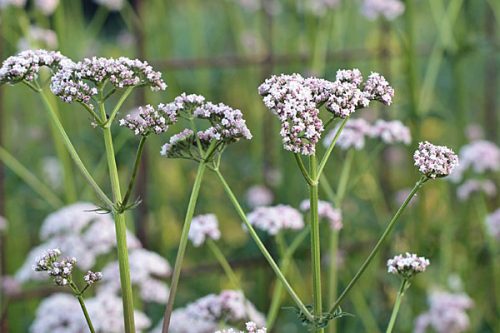 Valeriana officinalis - common valerian