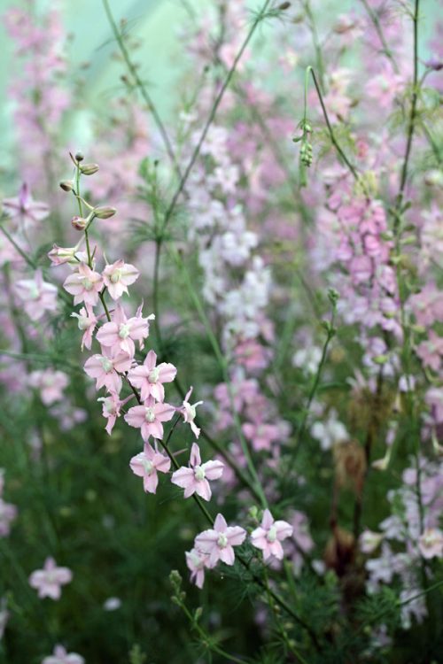 Delphinium consolida 'Fancy Belladonna' - Image 2