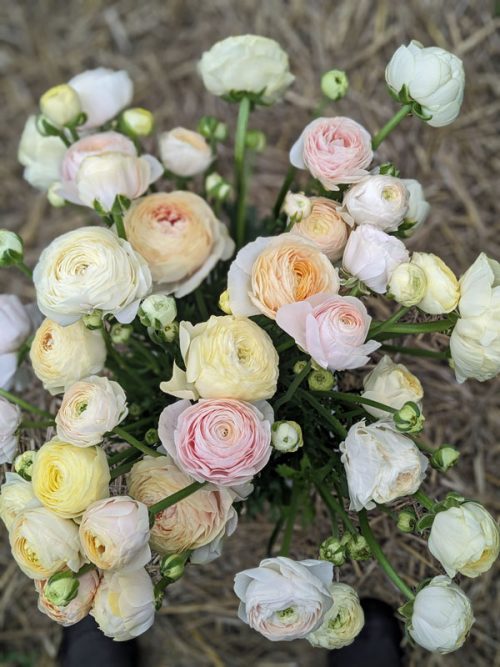 Ranunculus 'Wedding Pastel mix' (20) - Image 4