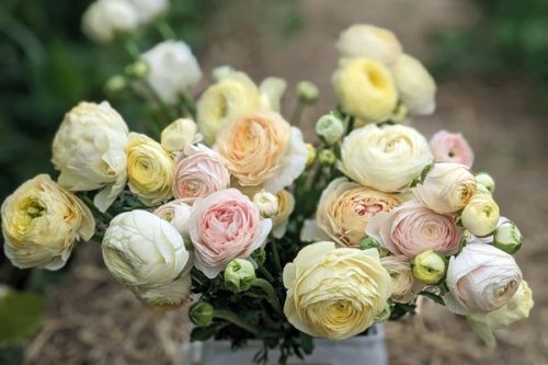 Ranunculus 'Wedding Pastel mix' (20)