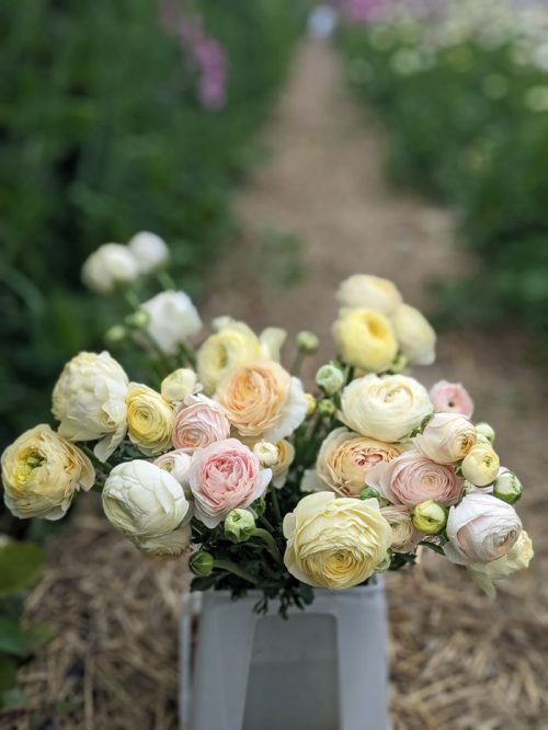 Grow Your Own Cut Flowers - Image 8