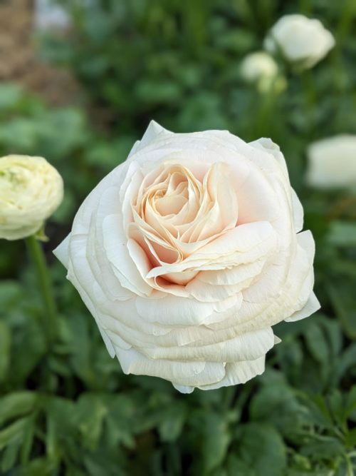 Ranunculus 'Wedding Pastel mix' (20) - Image 2