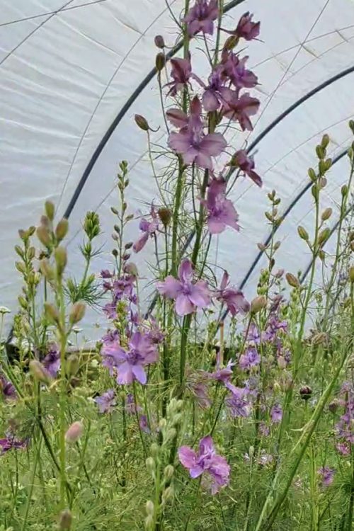 Delphinium consolida 'Misty Lavender' - Image 2