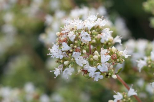 Origanum vulgare ssp. hirtum - Greek oregano