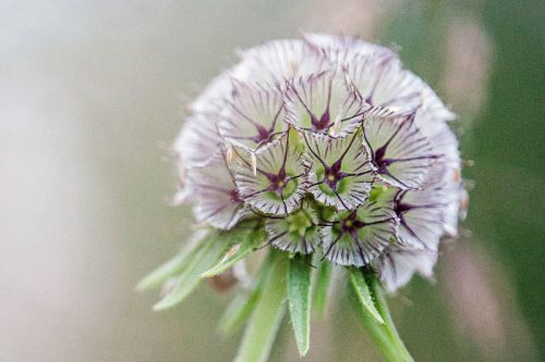Scabiosa stellata 'Ping Pong'