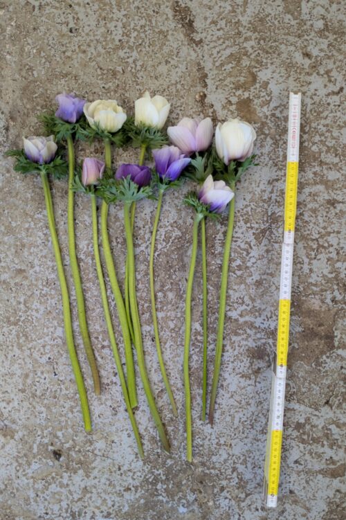 Anemone Galilee Pastel mix