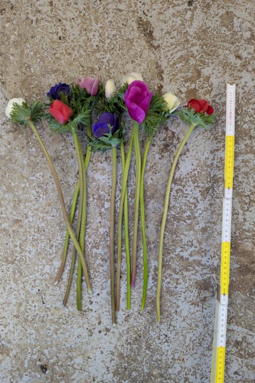 Anemones mixed