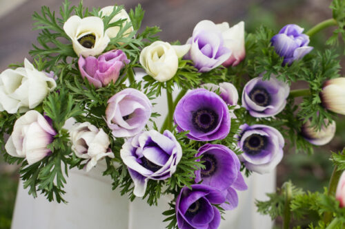 Anemones mixed