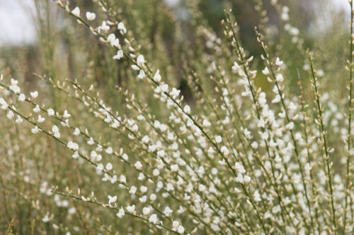 Broom (Cytisus) 'White Lion'