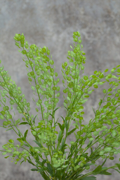 Thlaspi arvense - Pennycress