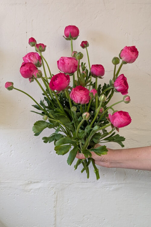 Ranunculus mixed