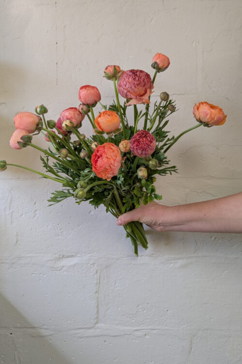 Ranunculus 'Champagne'