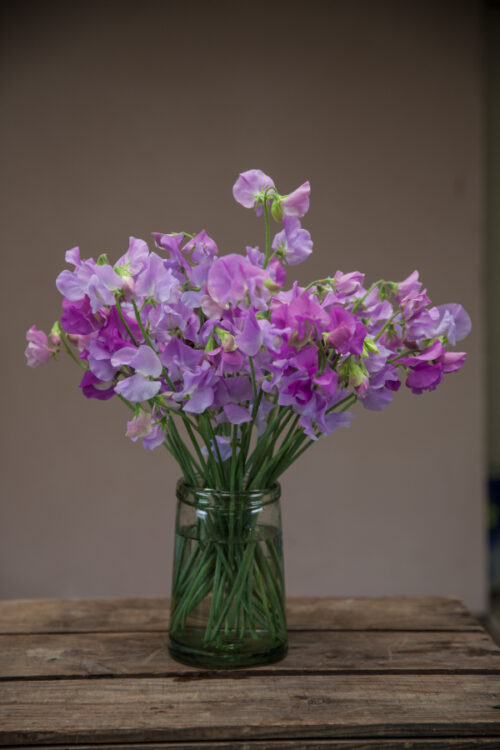 Sweet peas - lilac/mauve