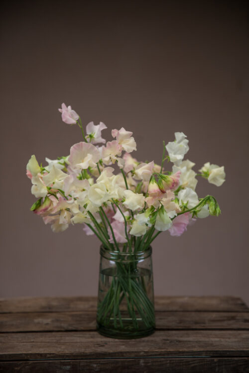 Sweet peas - Blush pink/cream