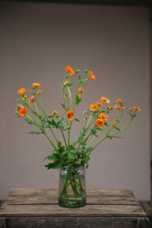 Geum - Totally tangerine