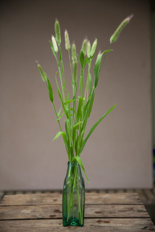 Hare's Tails