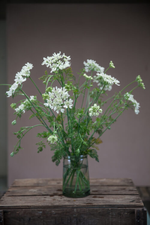 Orlaya grandiflora