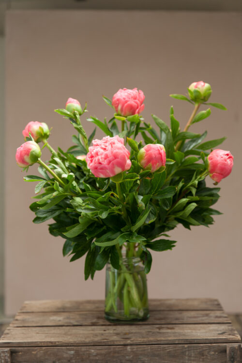 Peony 'Pink Hawaian Coral'