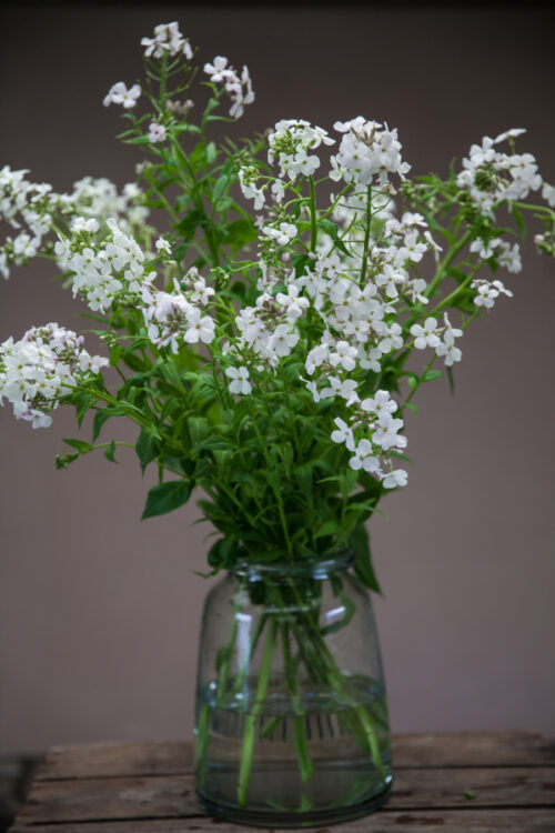 Sweet rocket - White