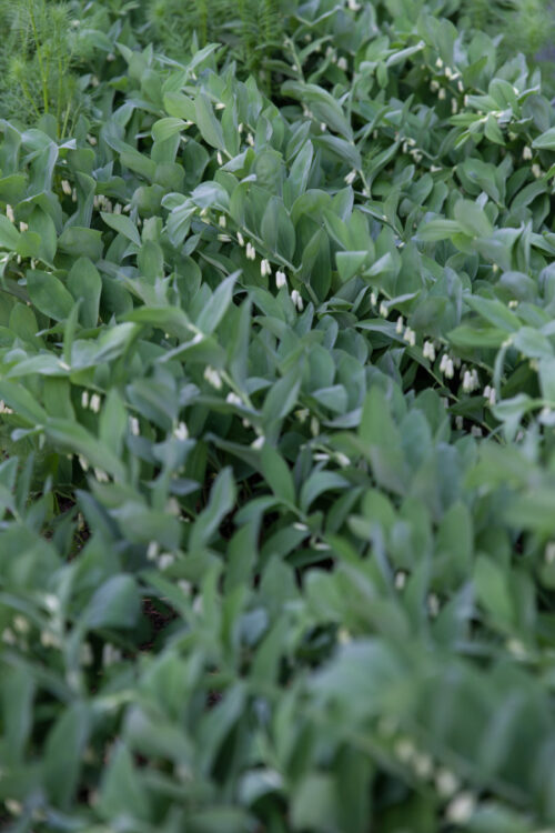 Solomon's Seal