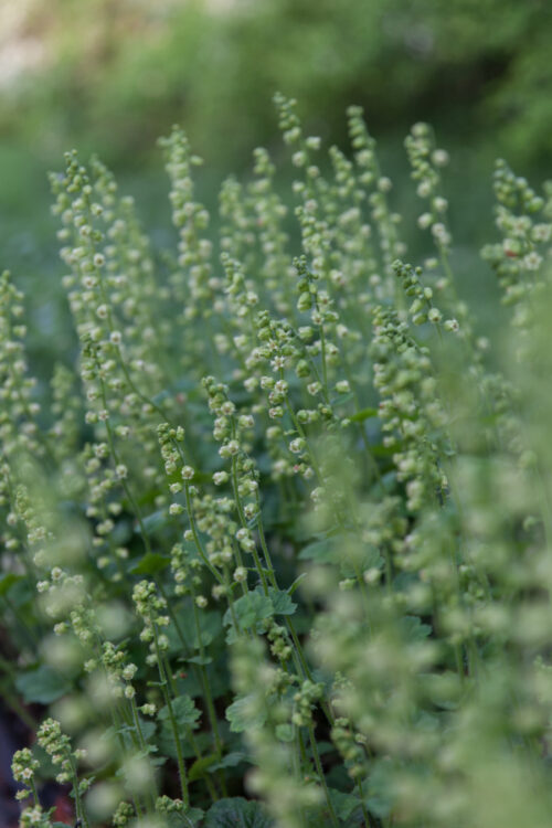 Tellima grandiflora