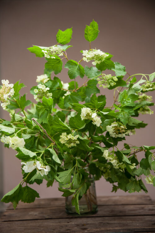 Viburnum opulus
