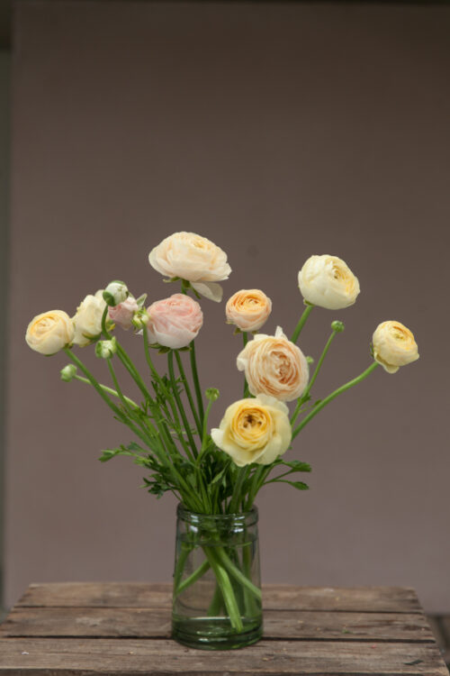 Ranunculus 'Wedding pastels'